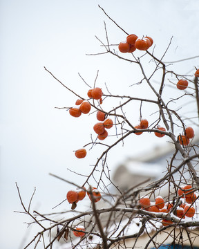 冬日的柿子
