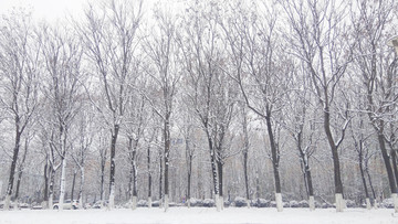 雪景