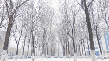 雪景