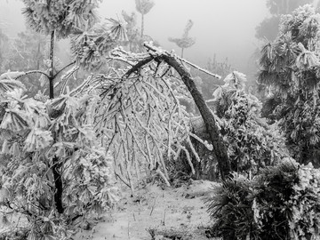 雪景