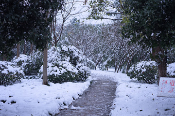 雪中小道