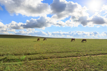 内蒙古希拉穆仁草原牧场牛群