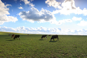 内蒙古希拉穆仁草原牧场牛群
