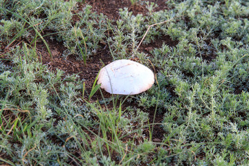 内蒙古希拉穆仁草原白蘑菇