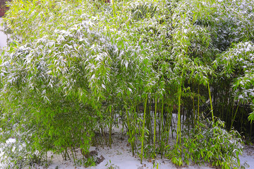 雪后竹林