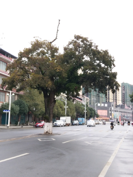 道县樟树