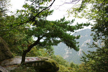 飞云览纵松树