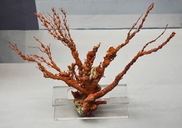 红扇珊瑚