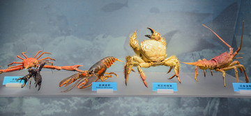 龙虾蟹