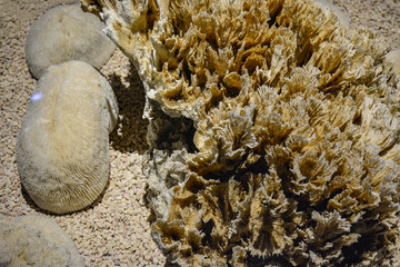 现代生物礁