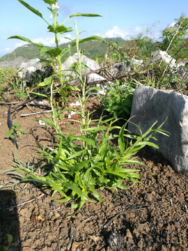 野草