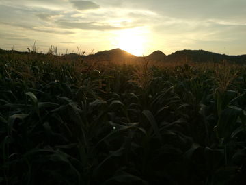 夕阳