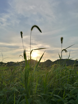 夕阳马尾草