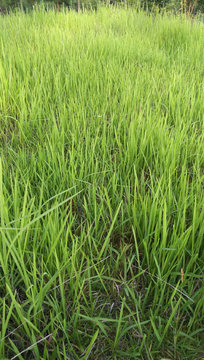 草草草