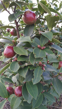 茶子茶树
