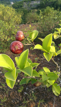 茶子茶树