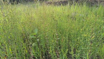 野花野草