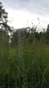 野花野草