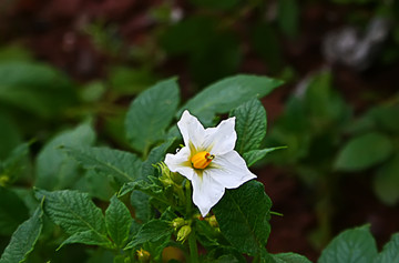 马铃薯花