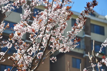 北京春天开花的紫叶李