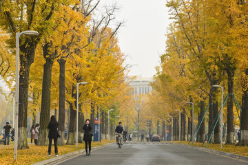 成都电子科技大学银杏大道