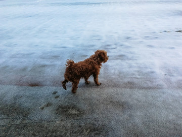 雪地里的小狗