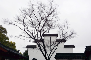 树枝与古建筑