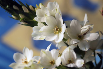 雀梅花卉