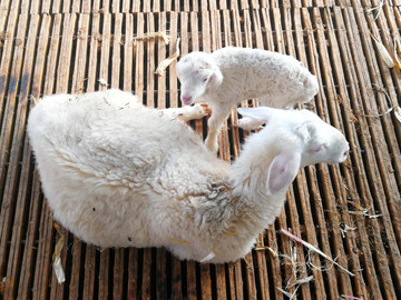 羊妈妈和小羊羔