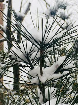 雪景松枝