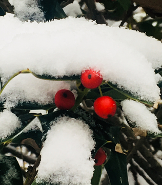 初雪