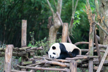 国家一级保护动物大熊猫