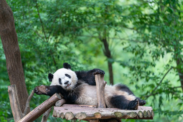 国家一级保护动物大熊猫