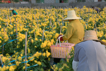 菊花采摘