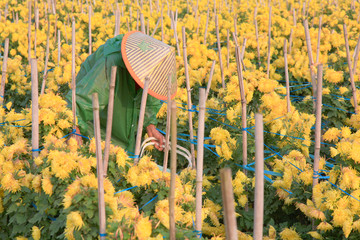 菊花采摘