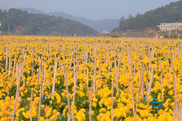 菊花种植基地