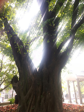阳光下的大榕树