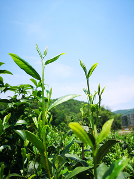 石台风光