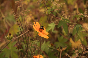 格桑花上的蜜蜂
