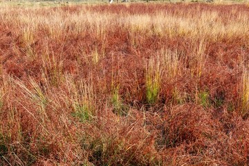 稻城桑堆红草滩