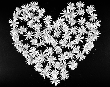花瓣