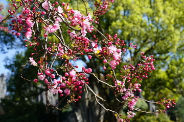 樱花的花枝和花朵