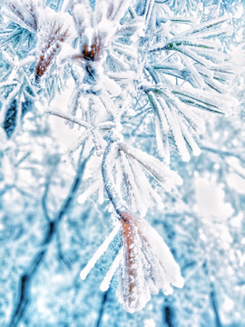 松枝上的雪