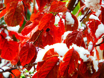 雪中红叶