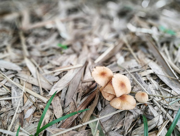 林间小蘑菇