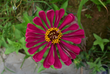 花