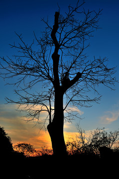 黄昏孤树