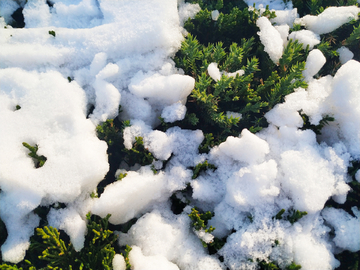 雪景