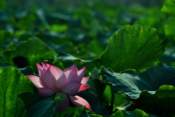 荷花和蜜蜂