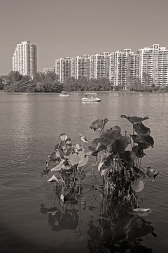 南京黑白风光图片